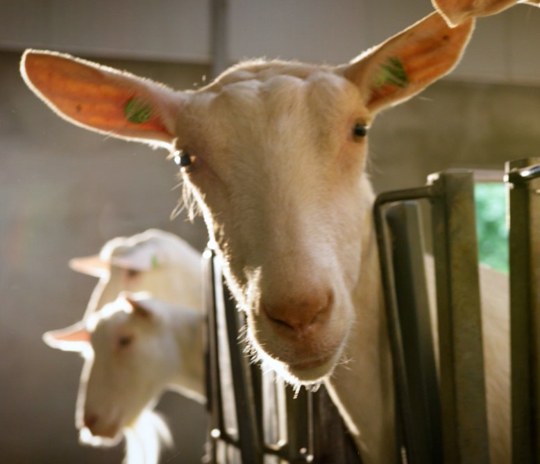 El análisis de la leche de cabra activó este negocio
